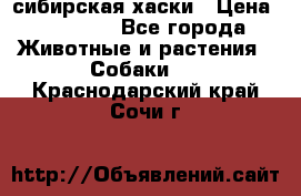 l: сибирская хаски › Цена ­ 10 000 - Все города Животные и растения » Собаки   . Краснодарский край,Сочи г.